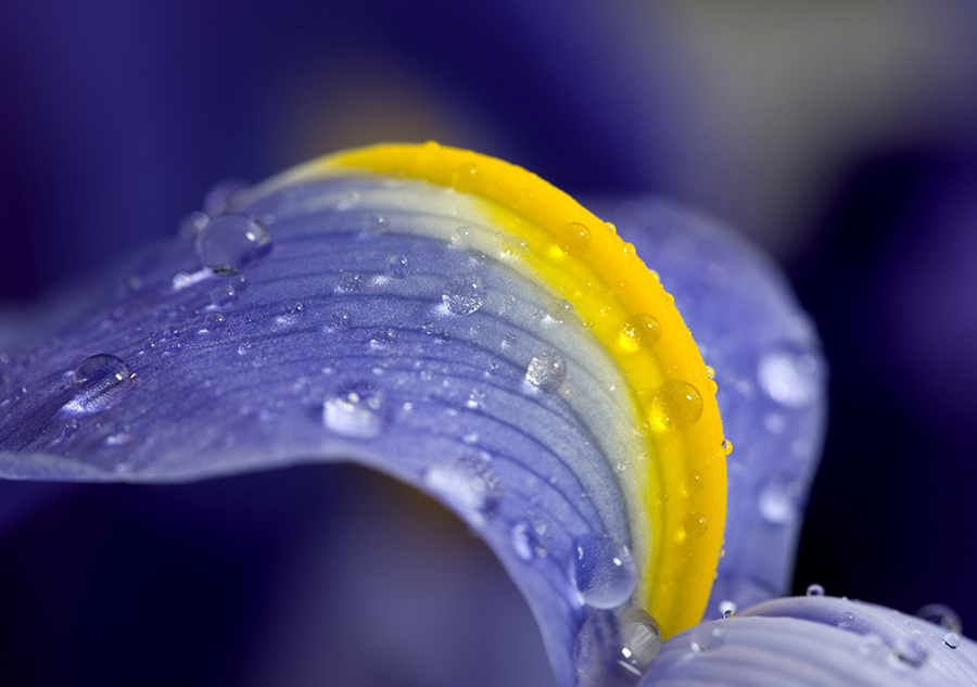photo of Iris flower - Reflections on Sex